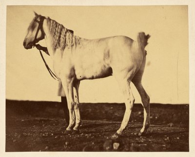 [Hest] af Adrien Alban Tournachon