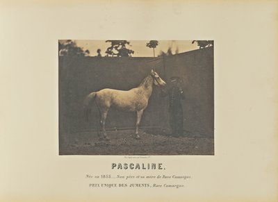 Pascaline af Adrien Alban Tournachon