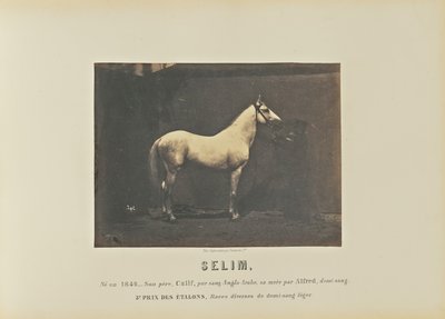 Selim af Adrien Alban Tournachon