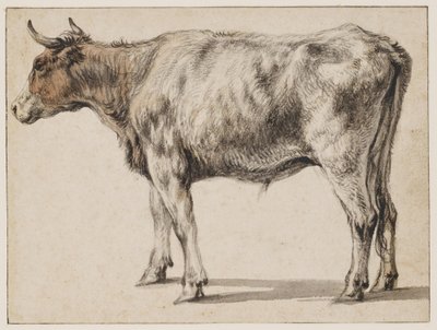 En stående ung tyr af Aelbert Cuyp