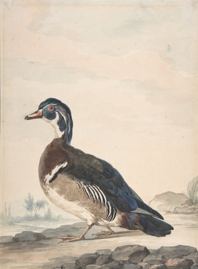 En And, 1725-92. af Aert Schouman