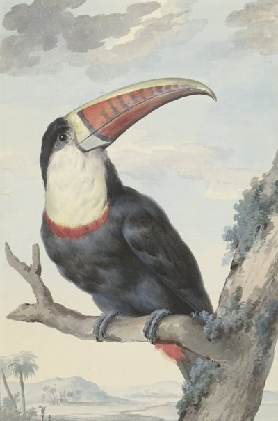 Rødnæbbet Tukan, 1748 af Aert Schouman
