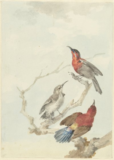 Tre Crimson Sunbirds af Aert Schouman