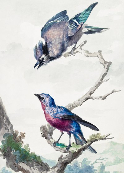 To fugle: en blå jay og en purpurbrystet cotinga af Aert Schouman