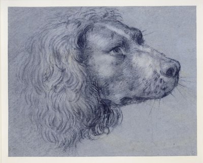 Hovedstudie af en spaniel af Agostino Carracci