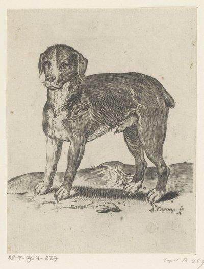 stående hund af Agostino Carracci
