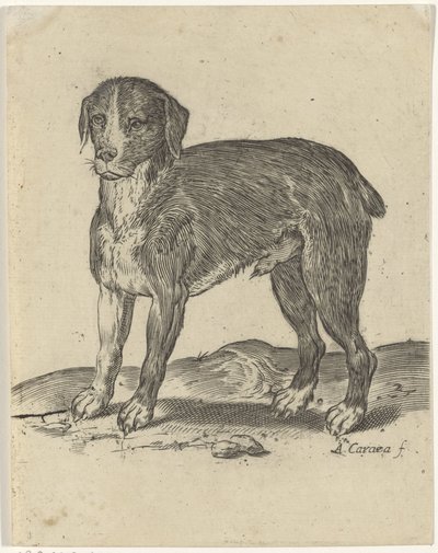 stående hund af Agostino Carracci