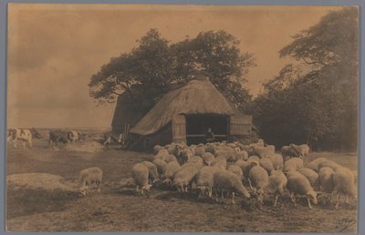 Landskab med får, køer, landmand og fårefold, Holland Fårefolden Alb. Kapteyn, Haag (titel på objekt) af Alb. Kapteijn