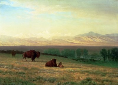 Buffalo on the Plains, ca. 1890 af Albert Bierstadt