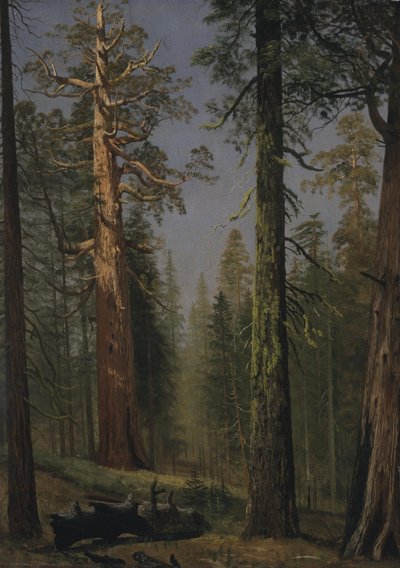 Den grizzlyagtige kæmpemekko, Mariposa Grove, Californien af Albert Bierstadt