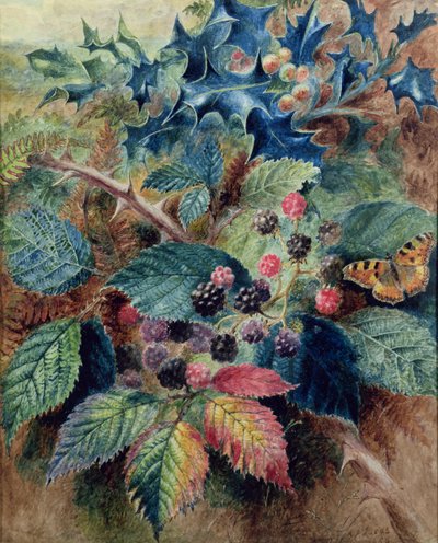 Brombær og Holly med en sommerfugl af Albert Durer Lucas