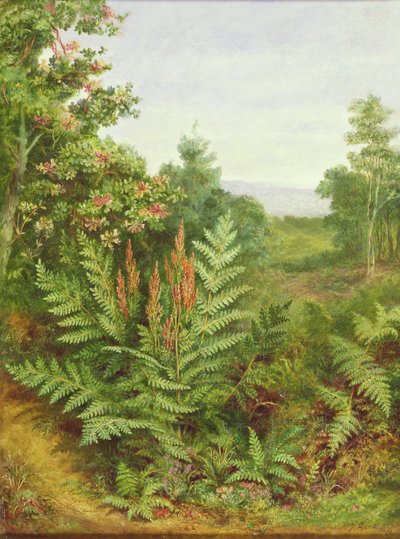 Kaprifolier og bregner af Albert Durer Lucas