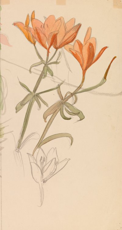 Orange Lilien af Albert Edelfelt