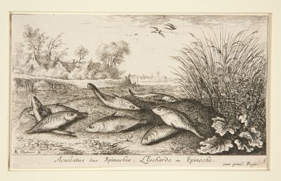 Aculeatus eller Spinachia. L af Albert Flamen