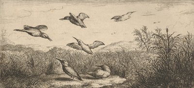 Alcedo, Martin-pescheur Isfuglen: Livre d