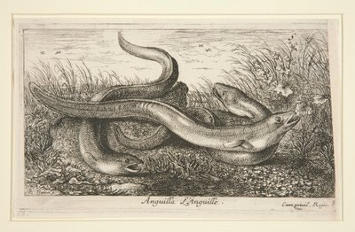 Anguilla. L af Albert Flamen