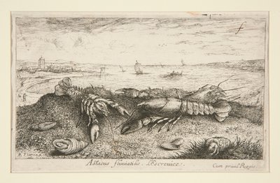 Astacus fluriatilis. L af Albert Flamen