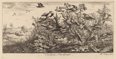 Carduelis, Guldfinken af Albert Flamen