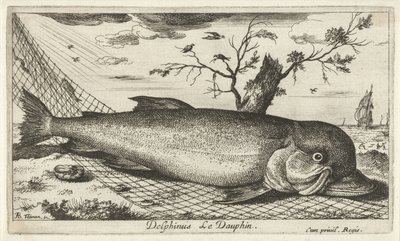 Delfin i et fiskenet Delphinus Le Dauphin. (titel på objekt) Fisk og andre havdyr - saltvands tredje serie (serietitel) Poissons de mer (serietitel) af Albert Flamen
