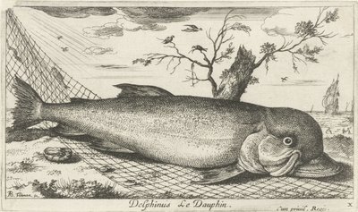 Delfin i et fiskenet Delphinus Le Dauphin. (titel på objekt) Fisk og andre havdyr - saltvands tredje serie (serietitel) Poissons de mer (serietitel) af Albert Flamen