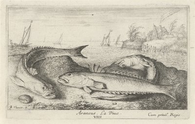 Tre plettede snudefugle på stranden Araneus. Livet. (titel på objekt) Fisk og andre havdyr - saltvands anden serie (serietitel) Poissons de mer (serietitel) af Albert Flamen