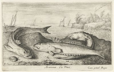 Tre plettede snudefugle på stranden Araneus. Livet. (titel på objekt) Fisk og andre havdyr - saltvands anden serie (serietitel) Poissons de mer (serietitel) af Albert Flamen