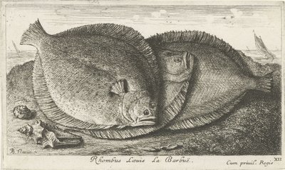 Tre unger på stranden Rhombus Laeuis La Barbuë (titel på objektet) Fisk og andre havdyr - saltvands tredje serie (serietitel) Poissons de mer (serietitel) af Albert Flamen