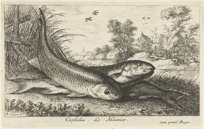 Tre chubs på en flodbred cephalus. Le Meunier. (titel på objekt) Fisk og andre havdyr - ferskvands første serie (serietitel) Diverse Especes de Poissons d