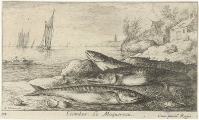 Tre makreller på stranden Scomber. Le Maquereau. (titel på objekt) Fisk og andre havdyr - saltvands første serie (serietitel) Diverse Especes de Poissons de mer (serietitel) af Albert Flamen