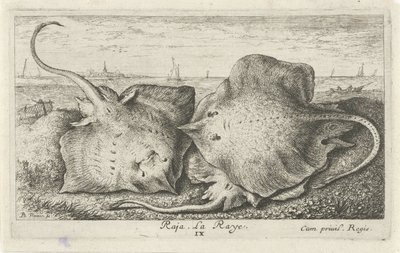 Tre stråler på stranden raja. La Raye. (titel på objekt) Fisk og andre havdyr - saltvands anden serie (serietitel) Poissons de mer (serietitel) af Albert Flamen