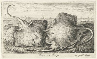 Tre stråler på stranden raja. La Raye. (titel på objekt) Fisk og andre havdyr - saltvands anden serie (serietitel) Poissons de mer (serietitel) af Albert Flamen