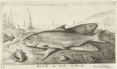 Tre fisk på stranden Pulchella, olim trichis. La Pucelle. (titel på objekt) Fisk og andre havdyr - saltvands første serie (serietitel) Diverse Especes de Poissons de mer (serietitel) af Albert Flamen