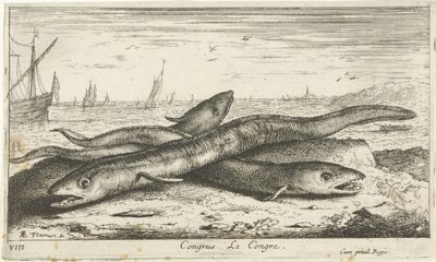 Tre havål på stranden Congress Le Congress. (titel på objekt) Fisk og andre havdyr - saltvands første serie (serietitel) Diverse Especes de Poissons de mer (serietitel) af Albert Flamen