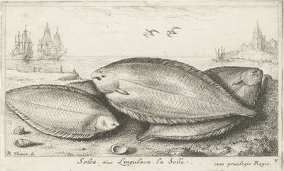 Tre såler på stranden Solea siue Lingulaca. La Solle. (titel på objekt) Fisk og andre havdyr - saltvands tredje serie (serietitel) Poissons de mer (serietitel) af Albert Flamen