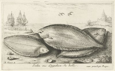 Tre såler på stranden Solea siue Lingulaca. La Solle. (titel på objekt) Fisk og andre havdyr - saltvands tredje serie (serietitel) Poissons de mer (serietitel) af Albert Flamen