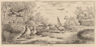 Garrulus, Jay af Albert Flamen