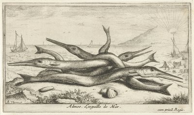 Fastgjort på stranden Admos. Lesguille de Mer. (titel på objekt) Fisk og andre havdyr - saltvands tredje serie (serietitel) Poissons de mer (serietitel) af Albert Flamen