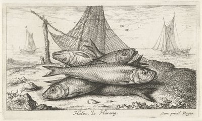 Sild i et fiskenet Halec, Le Harang. (titel på objekt) Fisk og andre havdyr - saltvands anden serie (serietitel) Poissons de mer (serietitel) af Albert Flamen