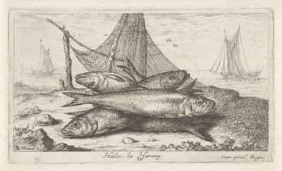 Pinde på et fiskenet Halec, Le Harang. (Titel på objekt) Fish and Other Marine Animals - Saltwater Second Series (Series Titel) Poissons de Mer (serietitel) af Albert Flamen
