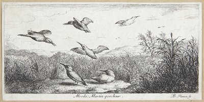 Isfuglen (Alcedo) af Albert Flamen