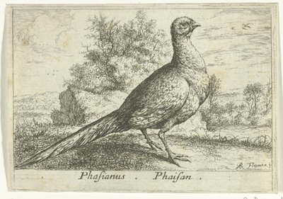 Landschap met fazant Fasan Fasan. (titel på objekt) Tretten fugle (serietitel) Forskellige fuglearter (serietitel) af Albert Flamen
