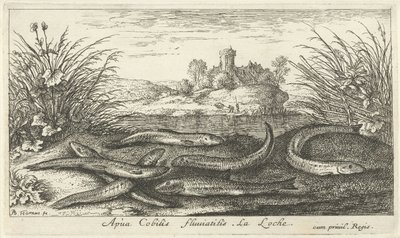 Loaches på en flodbred Apua Cobitis fluuitilis. LaLoche. (titel på objekt) Fisk og andre havdyr - ferskvands anden serie (serietitel) Seconde partie de Poissons d