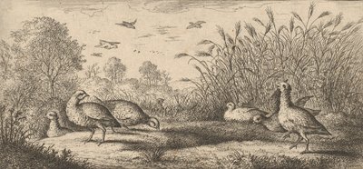 Perdix rubra, Perdix rouge Den rødbenede agerhøne: Livre d