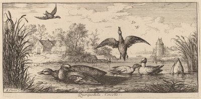 Querpedula, The Teal af Albert Flamen