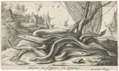 Flodlampretter på en bred Muraena siue Lampetra. LaLamproye. (titel på objekt) Fisk og andre havdyr - ferskvands anden serie (serietitel) Seconde partie de Poissons d