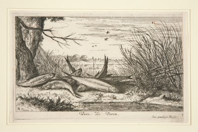 The Loach, fra anden del af Fresh Water Fish-serien. af Albert Flamen