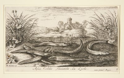 The Minnow, fra anden del af Fresh Water Fish-serien af Albert Flamen