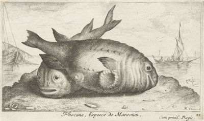 To marsvin på stranden Phoca Na, Espèce de Marsoüin, (titel på objekt) Fisk og andre havdyr - saltvands tredje serie (serietitel) Poissons de mer (serietitel) af Albert Flamen