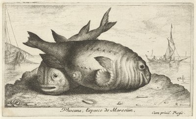 To marsvin på stranden Phoca Na, Espèce de Marsoüin, (titel på objekt) Fisk og andre havdyr - saltvands tredje serie (serietitel) Poissons de mer (serietitel) af Albert Flamen