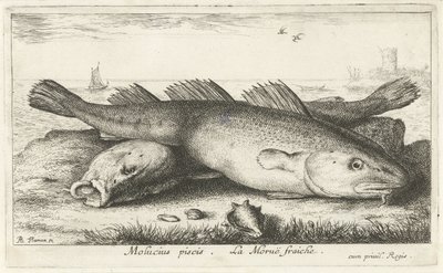 To torsk på stranden Molucius piscis. Le Morue Fraiche. (titel på objekt) Fisk og andre havdyr - saltvands anden serie (serietitel) Poissons de mer (serietitel) af Albert Flamen